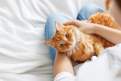 Everything You Need To Know About International Cat Day